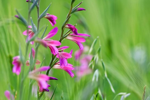 Wild gladiolus (Gladiolus illyricus)