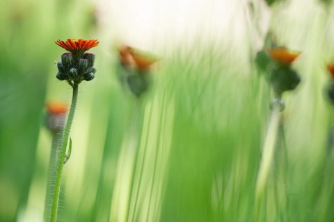 Orange Fox-and-cubs
