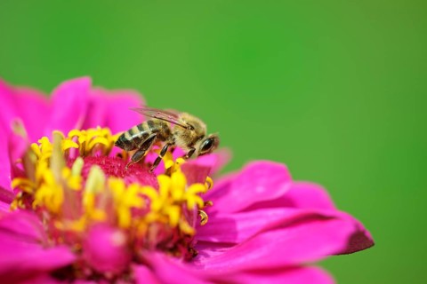 Honey bee (Apis mellifera) is collecting nectar