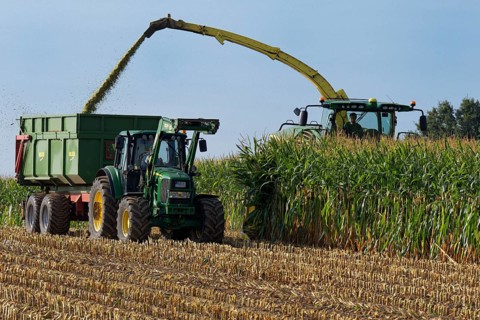 Mechanical maize harvest