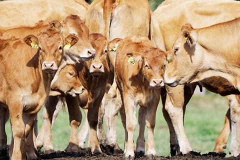 Limousin cow