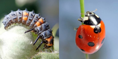 Seven-spott ladybird (Coccinella septempunctata)