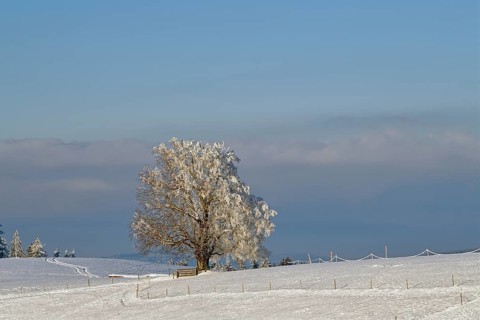 Winter landscape