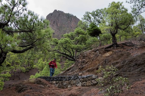 Canary Island pine (Pinus canariensis) Parque Nacional de la Caldera de Taburiente