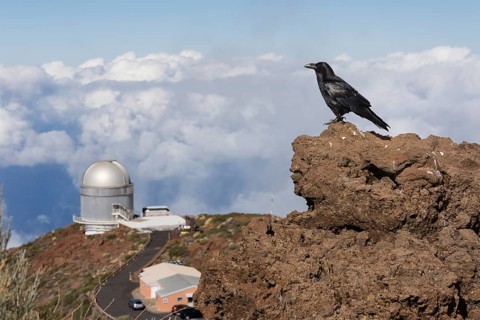 Common raven (Corvus corax) Northern Raven