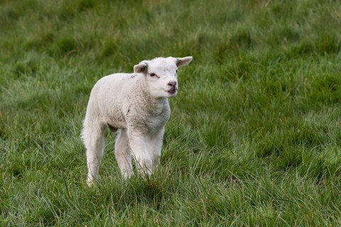 TexelDomestic sheep (Ovis orientalis aries)