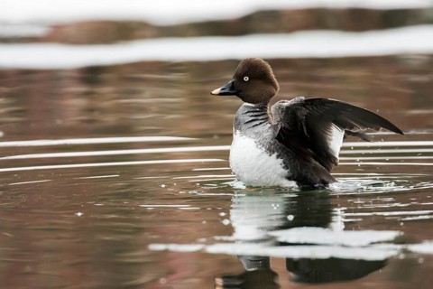 Goldeneye (Bucephala clangula)