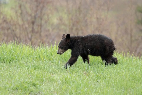 American Black Bear