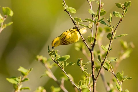 Yellow Warbler