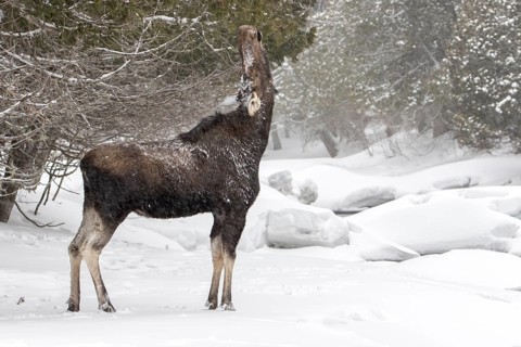 Elk