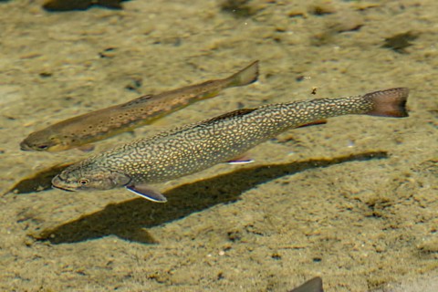 Brook Trout (Salvelinus fontinalis) and brown trout (Salmo trutta fario)