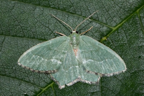 Common emerald (Hemithea aestivaria)