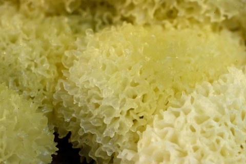 Slime mould (Ceratiomyxa porioides)