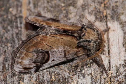 Pebble prominent (Notodonta ziczac)
