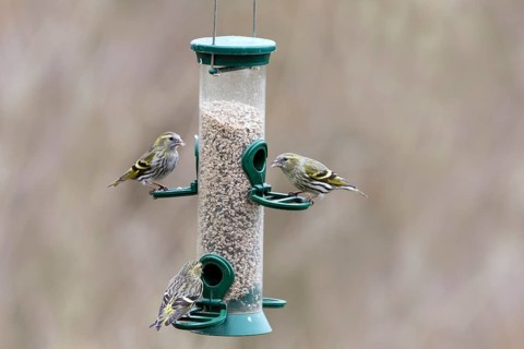 Eurasian siskins (Spinus spinus) female