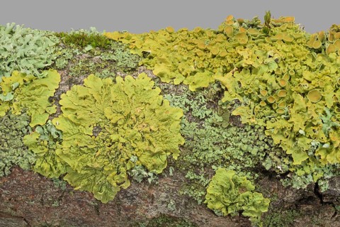 Wall yellow lichen (Xanthoria parietina) (Physia adscendens)