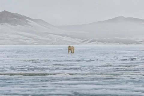 Female polar bear (Ursus maritimus) walking on an ice floe