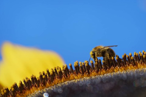 Common Carder-bee (Bombus pascuorum) on sunflower (Helianthus annuus)