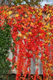 Wild vine (Parthenocissus tricuspidata) and ivy (Hedera helix) at a privacy fence