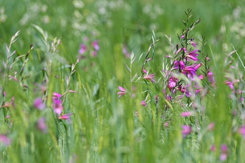 Wild gladiolus (Gladiolus illyricus)