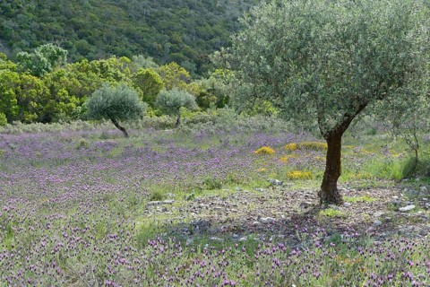 Olive grove (Olea europaea) with lavender (Lavandula stoechas)