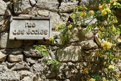 Old house wall with rambling rose (Rosa banksiae)