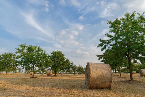 Hay bales in meadow orchard