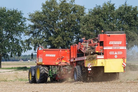 Mechanical potato harvest