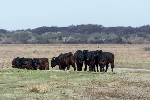 Galloway cattle