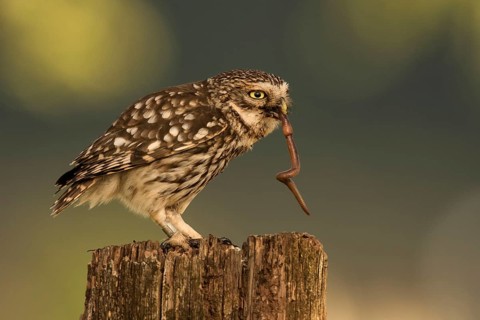 Little owl (Athene noctua)