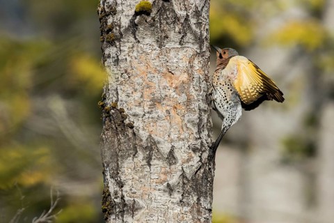 Northern flicker at nest entrance (Colaptes auratus)