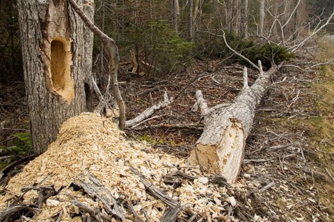 Dead tree