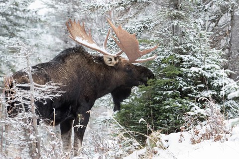 Dominant elk bull that feeds on balsam fir in late autumn