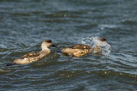 Pebble Island (Lophonetta specularioides specularioides)