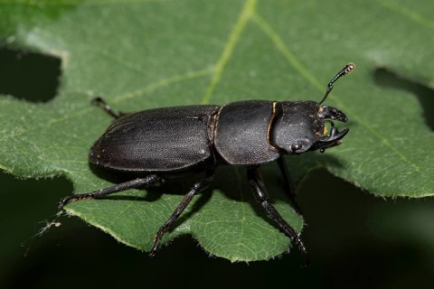 Lesser stag beetle (Dorcus parallelipipedus)