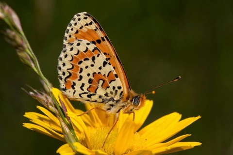 Spotted fritillary (Melitaea didyma)