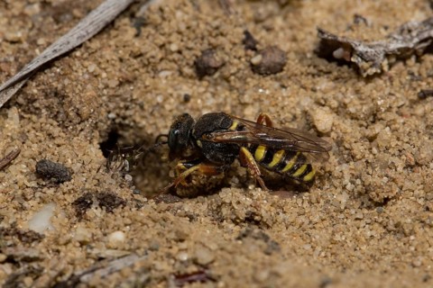 Oxybelus argentatus (Oxybelus argentatus)