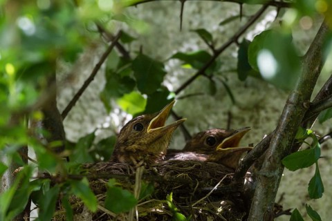Blackbirds (Turdus merula)
