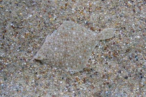 Plaice