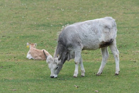 Hungarian steppe cattle
