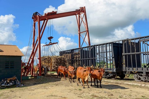 Oxcart