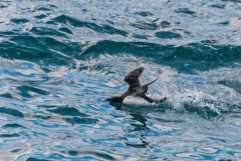 Thick-billed murre (Uria lomvia) or Brunnich's black guillemot talking out of the water