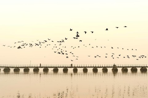 Flock of cormorants over the Ganges at sunrise