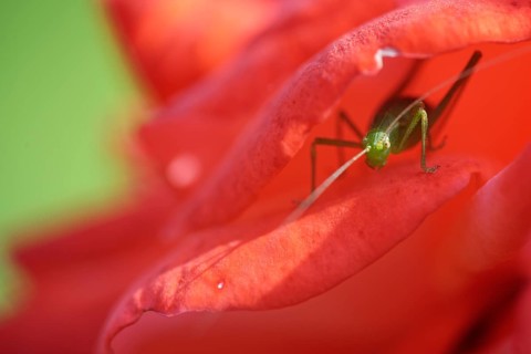 Speckled bush-cricket (Leptophyes punctatissima) in rose blossom (Rosa)