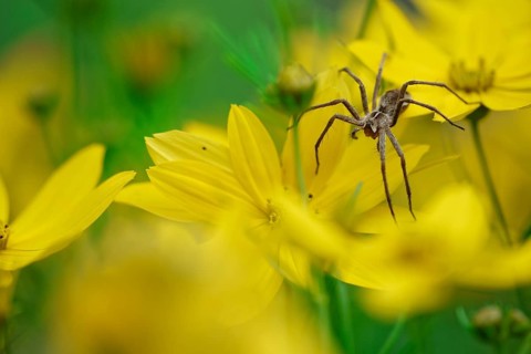 Nursery spider (Pisaura mirabilis) on tick seed (Coreopsis verticillata)