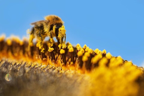 Common Carder-bee (Bombus pascuorum) on sunflower (Helianthus annuus)