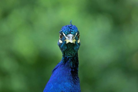 Indian peafowl (Pavo cristatus)