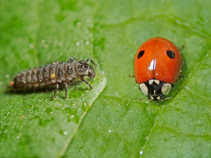 Two-spotted lady beetle (Adalia bipunctata)