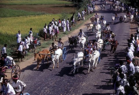 Bullock Cart