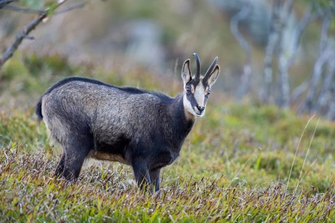 Chamois (Rupicapra rupicapra)